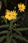 Sawtooth sunflower